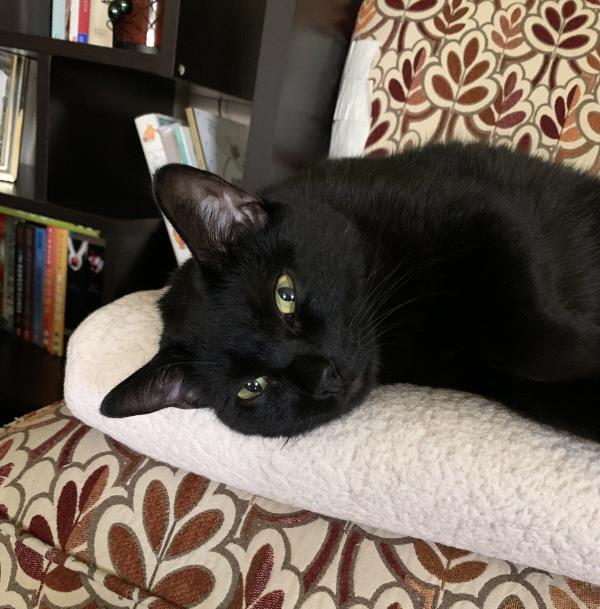 /Images/uploads/Friends of Seal Beach Animal Care Center/2022sbacc/entries/20812thumb.jpg